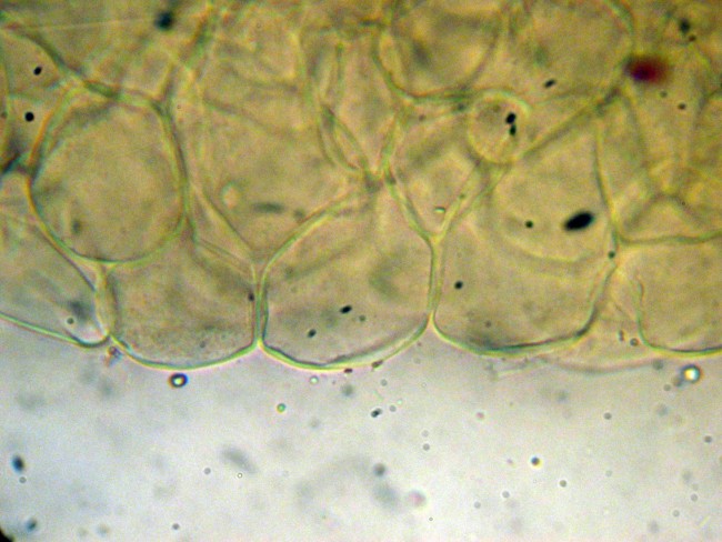 Psathyrella da determinare (Cfr. P. spadiceogrisea)